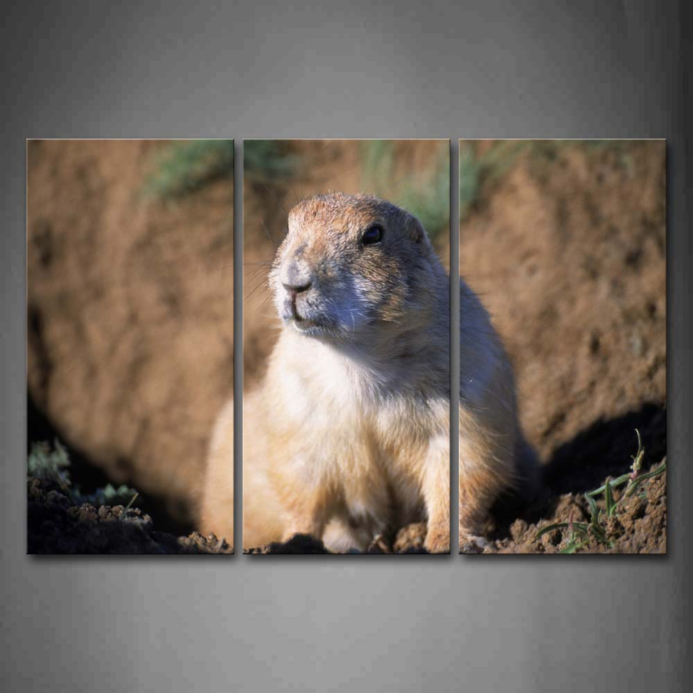 Gopher Sit On Mud Land Wall Art Painting The Picture Print On Canvas Animal Pictures For Home Decor Decoration Gift 