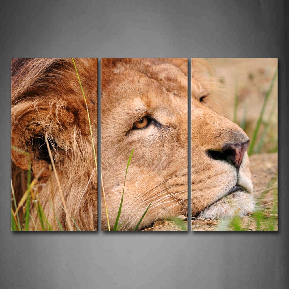 Lion Is Resting Head  Wall Art Painting Pictures Print On Canvas Animal The Picture For Home Modern Decoration 