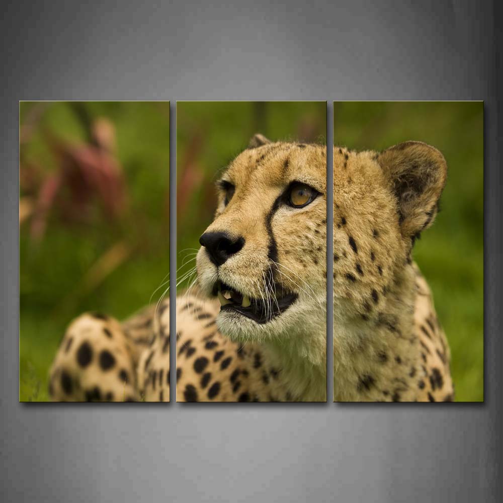 Cheetah Sit Stare Wall Art Painting Pictures Print On Canvas Animal The Picture For Home Modern Decoration 