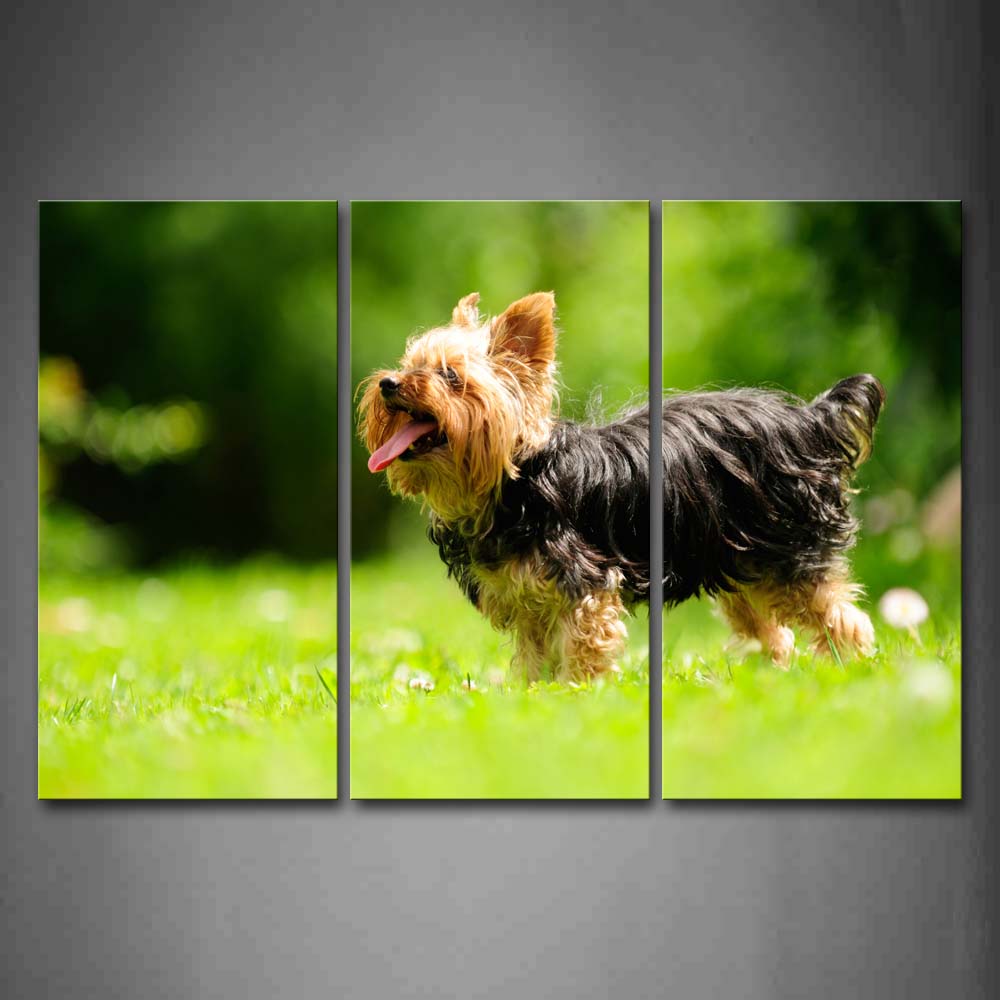 Black And Yellow Silky Terrier Stand On Grass Wall Art Painting Pictures Print On Canvas Animal The Picture For Home Modern Decoration 