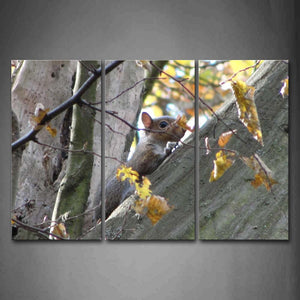 Squirrel Climb On Tree Autumn Wall Art Painting Pictures Print On Canvas Animal The Picture For Home Modern Decoration 