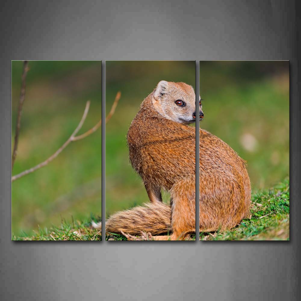 Mongoose Sit On Grass And Look Back Wall Art Painting Pictures Print On Canvas Animal The Picture For Home Modern Decoration 