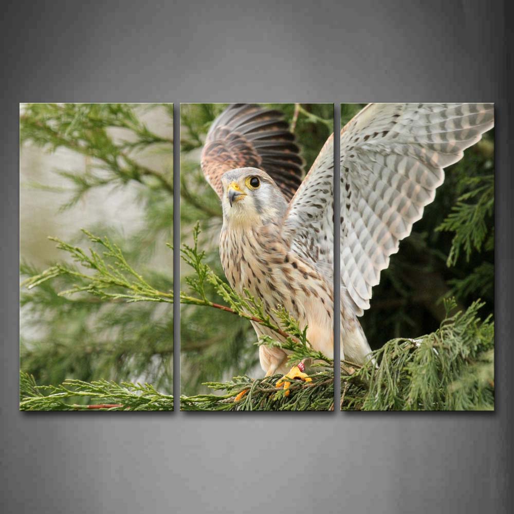 Kestrel Stop On Tree Open Wing Wall Art Painting The Picture Print On Canvas Animal Pictures For Home Decor Decoration Gift 