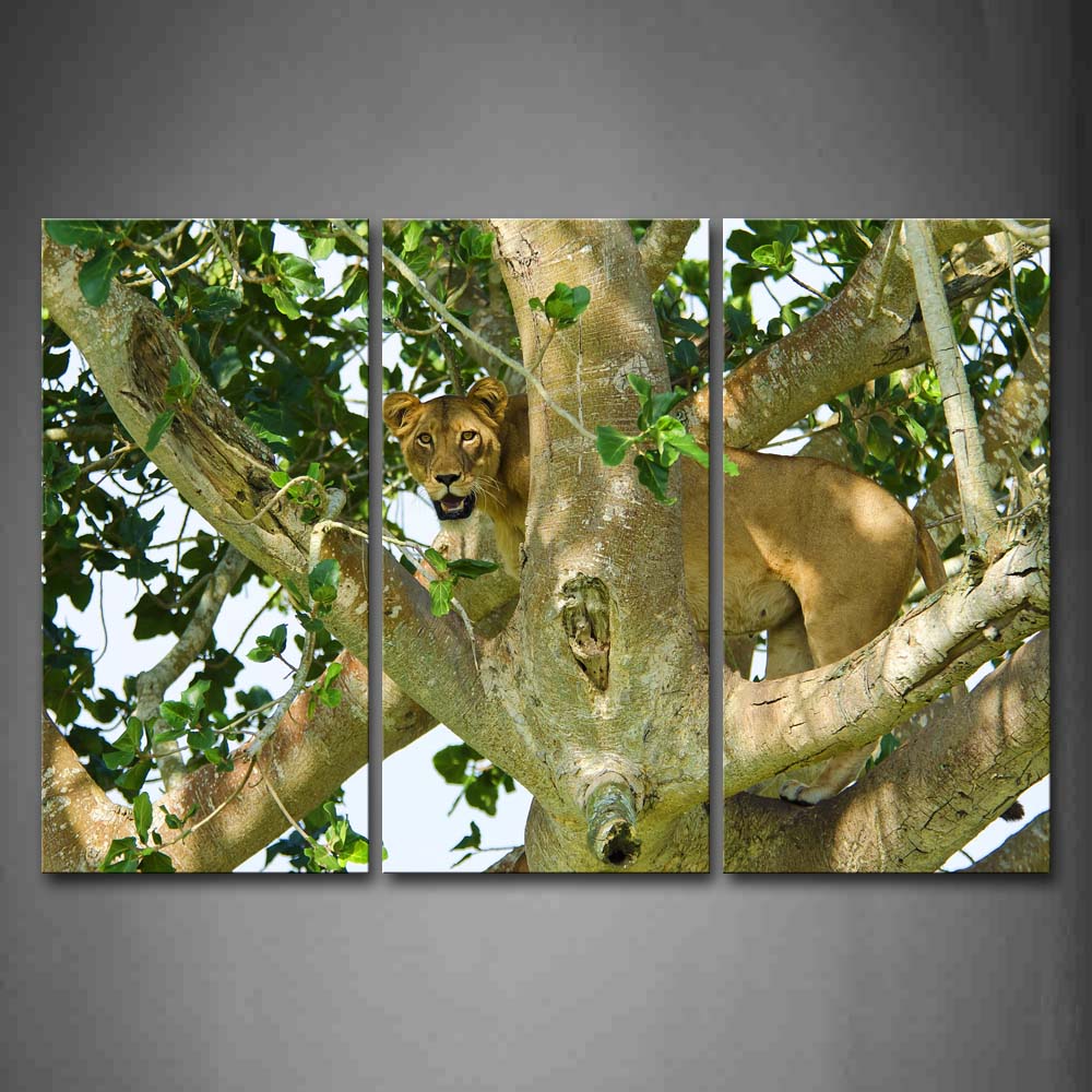 Lion Climb On Tree Wall Art Painting Pictures Print On Canvas Animal The Picture For Home Modern Decoration 