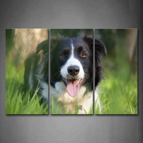 Border Collie Stand In Grass Tongue Wall Art Painting The Picture Print On Canvas Animal Pictures For Home Decor Decoration Gift 