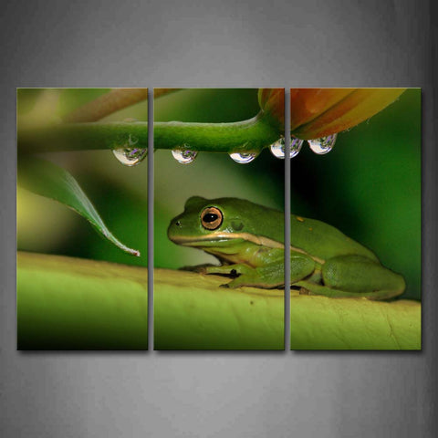 Green Frog Stop On Green Branch Drop Of Water Wall Art Painting The Picture Print On Canvas Animal Pictures For Home Decor Decoration Gift 