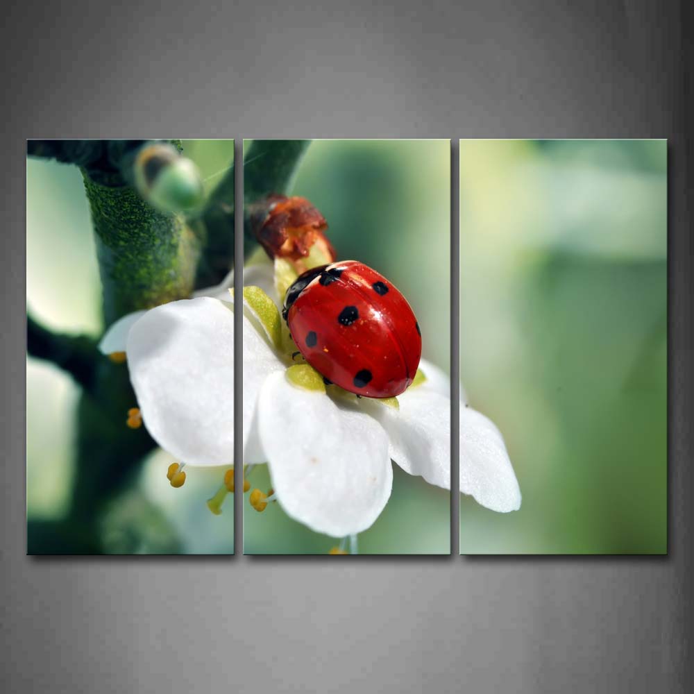 Ladybug Crawl On White And Yellow Flower Wall Art Painting Pictures Print On Canvas Animal The Picture For Home Modern Decoration 