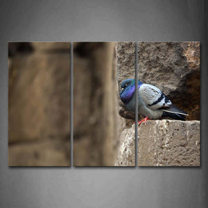 Pigeon Stop On Rock Wall Art Painting Pictures Print On Canvas Animal The Picture For Home Modern Decoration 