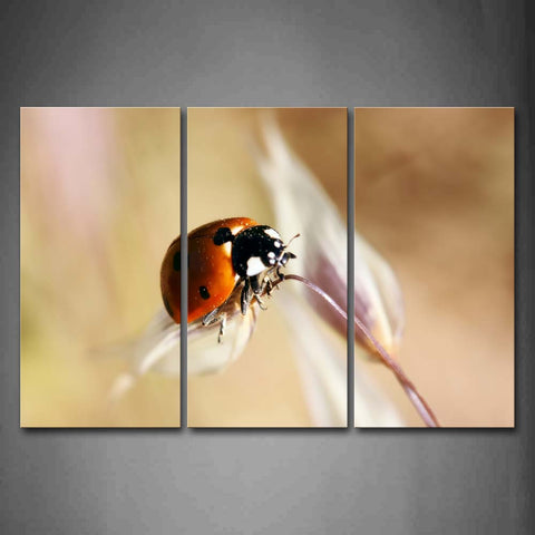 Ladybug Crawl On Gray Plant Wall Art Painting Pictures Print On Canvas Animal The Picture For Home Modern Decoration 