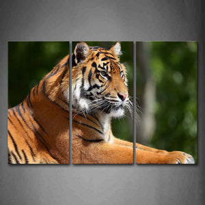 Tiger Lie On Land Portrait Wall Art Painting Pictures Print On Canvas Animal The Picture For Home Modern Decoration 