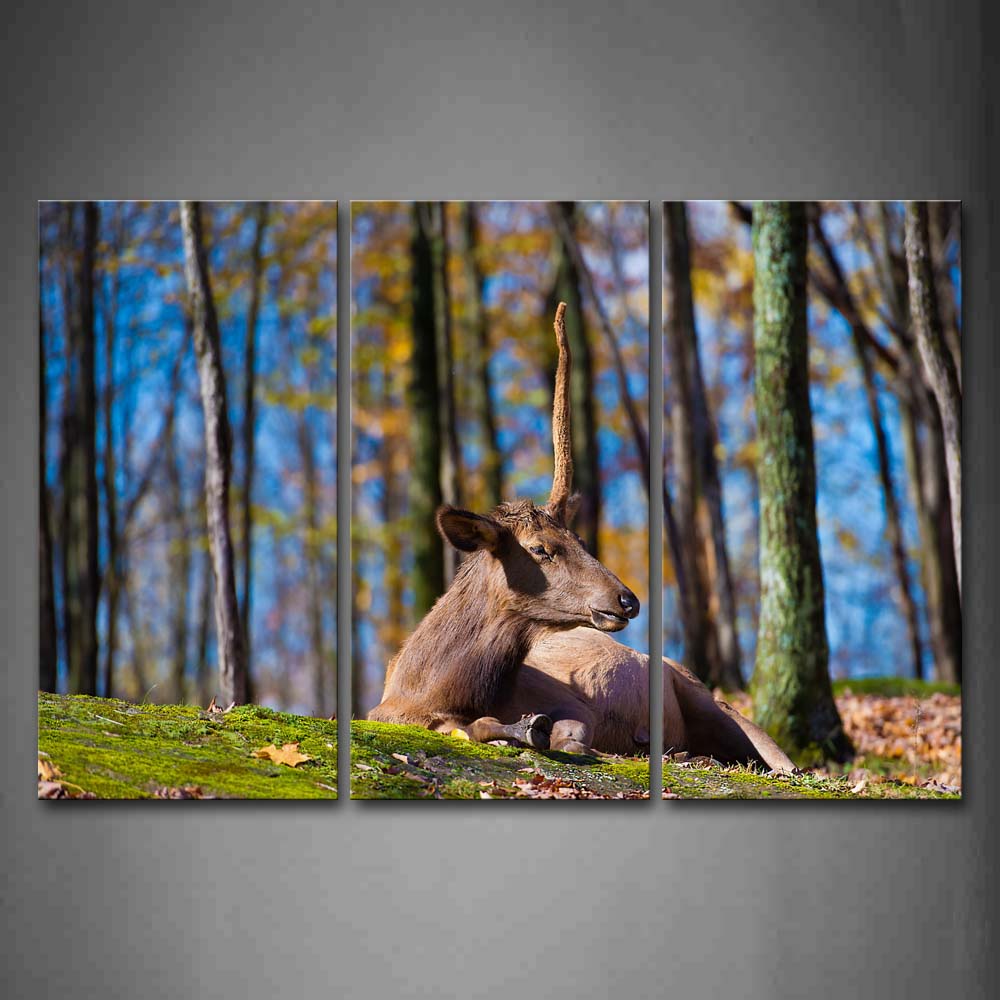 Deer Lie On Land In Forest Moss Fallen Leafs Wall Art Painting The Picture Print On Canvas Animal Pictures For Home Decor Decoration Gift 