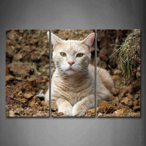 White And Yellow Cat Lie On Mud Land Wall Art Painting The Picture Print On Canvas Animal Pictures For Home Decor Decoration Gift 