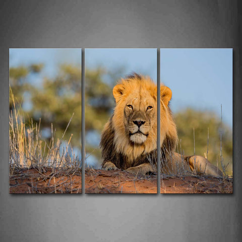 Lion Lie On Mud Land Dry Grass Wall Art Painting Pictures Print On Canvas Animal The Picture For Home Modern Decoration 