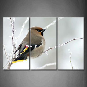 Colorful Bird Stand On Branch Snow Wall Art Painting Pictures Print On Canvas Animal The Picture For Home Modern Decoration 