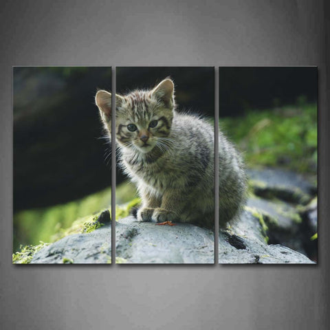 Cute Cat Sit On Rock Wall Art Painting Pictures Print On Canvas Animal The Picture For Home Modern Decoration 