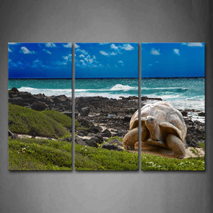 Blue Turtle Crawl Away Beach To Grass Wall Art Painting Pictures Print On Canvas Animal The Picture For Home Modern Decoration 