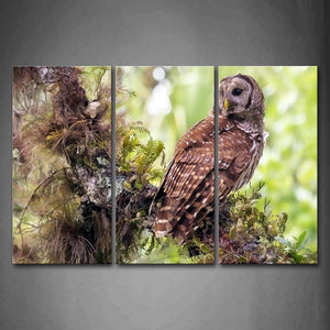 Owl Stand On Branch Moss Look Back Wall Art Painting The Picture Print On Canvas Animal Pictures For Home Decor Decoration Gift 