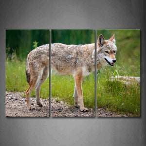 Gray And Yellow Wolf Stand A Path Near Grass Wall Art Painting The Picture Print On Canvas Animal Pictures For Home Decor Decoration Gift 