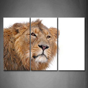 Portrait Of Lion White Background Wall Art Painting Pictures Print On Canvas Animal The Picture For Home Modern Decoration 