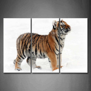 Young Tiger Stand On Snowfield Wall Art Painting The Picture Print On Canvas Animal Pictures For Home Decor Decoration Gift 