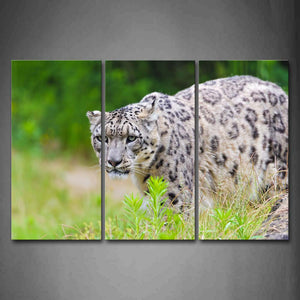 Snow Leopard Stand In Grass Wall Art Painting The Picture Print On Canvas Animal Pictures For Home Decor Decoration Gift 