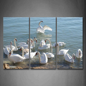 Group Of Swan Swimming Lakeside Wall Art Painting Pictures Print On Canvas Animal The Picture For Home Modern Decoration 