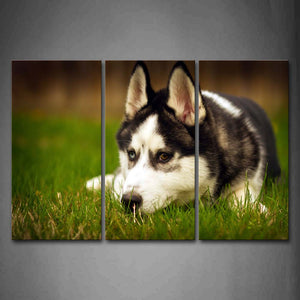 Husky Lie On Grass Wall Art Painting The Picture Print On Canvas Animal Pictures For Home Decor Decoration Gift 