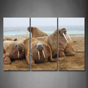 Group Of Walruses Crawl On Beach Wall Art Painting Pictures Print On Canvas Animal The Picture For Home Modern Decoration 