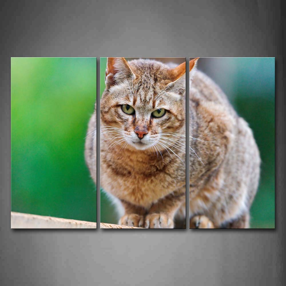 Gray And Yellow Cat Is Siting Portrait Wall Art Painting The Picture Print On Canvas Animal Pictures For Home Decor Decoration Gift 