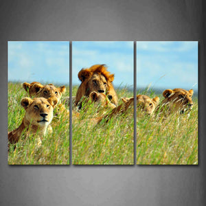 Group Of Lions Sit In Grass Wall Art Painting Pictures Print On Canvas Animal The Picture For Home Modern Decoration 