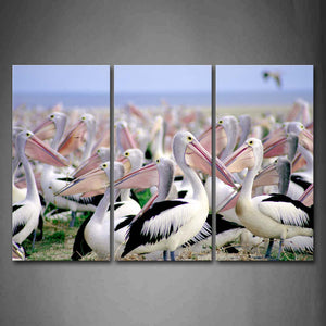 Many Pelicans Stand On Land Near Sea Wall Art Painting Pictures Print On Canvas Animal The Picture For Home Modern Decoration 