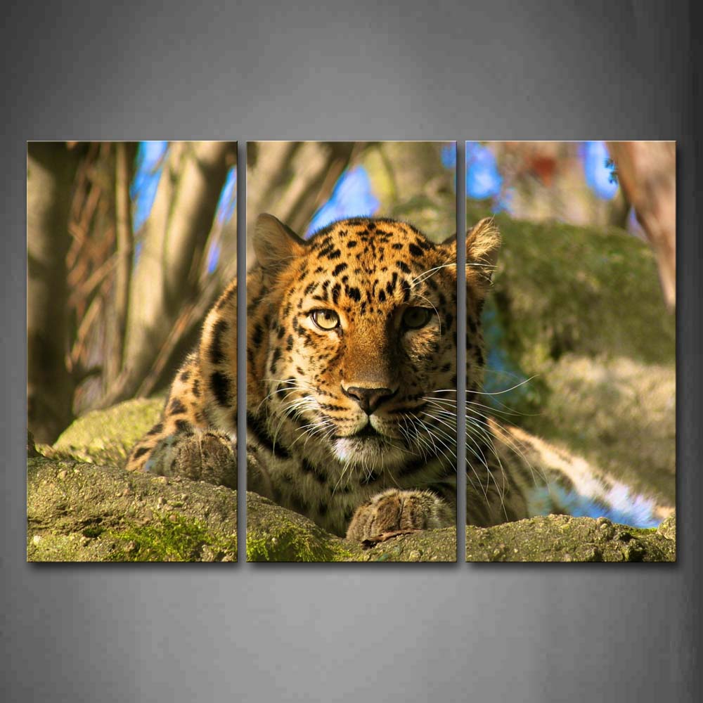 Leopard Sit In Rock Trees Moss Wall Art Painting Pictures Print On Canvas Animal The Picture For Home Modern Decoration 