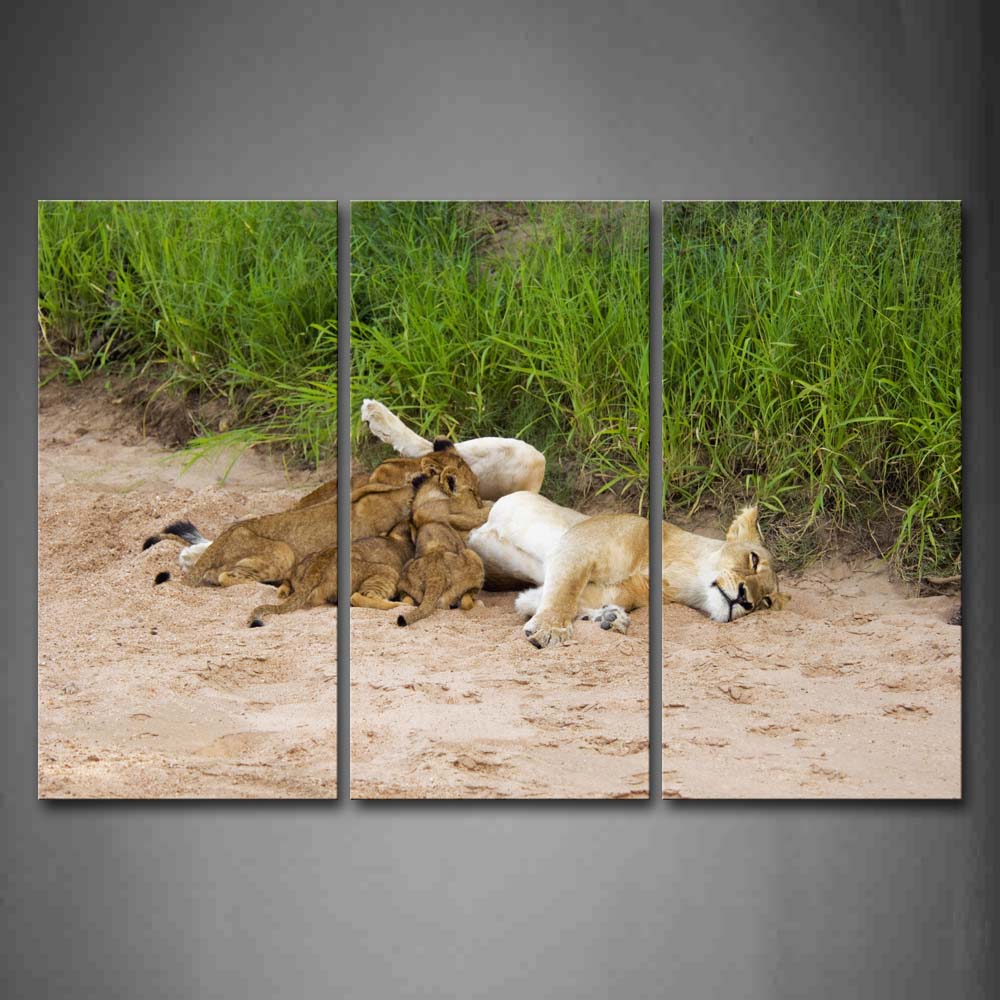 Group Of Cubs Driking Milk Mother Lion On Sand Land Wall Art Painting Pictures Print On Canvas Animal The Picture For Home Modern Decoration 