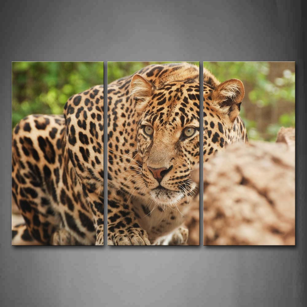 Leopard Crawl On Land Rocks Wall Art Painting Pictures Print On Canvas Animal The Picture For Home Modern Decoration 