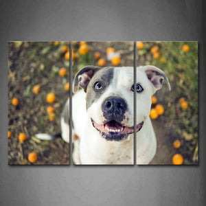 White And Gray Dog Look Up At Heaven Yellow Fruits Wall Art Painting The Picture Print On Canvas Animal Pictures For Home Decor Decoration Gift 