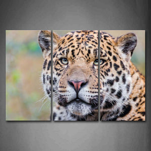 Jaguar Portrait Staring Wall Art Painting Pictures Print On Canvas Animal The Picture For Home Modern Decoration 