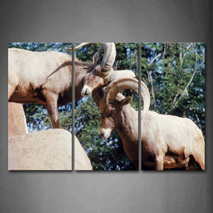 Two Big Horned Sheep Fight On Rock Tree Wall Art Painting The Picture Print On Canvas Animal Pictures For Home Decor Decoration Gift 