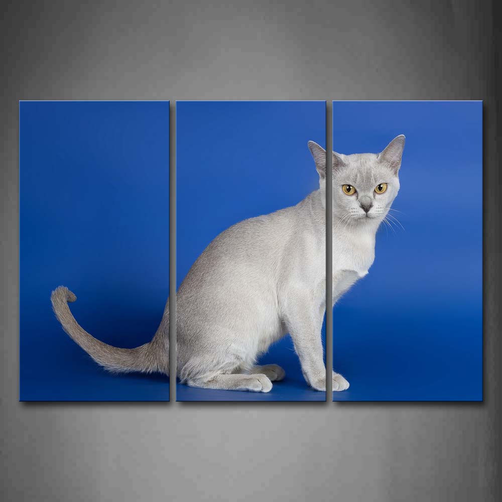 Cat Sit In Blue Background Wall Art Painting Pictures Print On Canvas Animal The Picture For Home Modern Decoration 