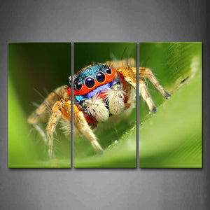 Colorful Spider Crawl On Green Leafs Wall Art Painting Pictures Print On Canvas Animal The Picture For Home Modern Decoration 