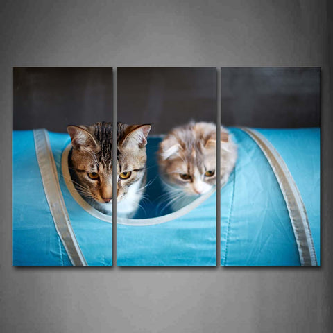 Two Cats In Blue Bag Wall Art Painting Pictures Print On Canvas Animal The Picture For Home Modern Decoration 