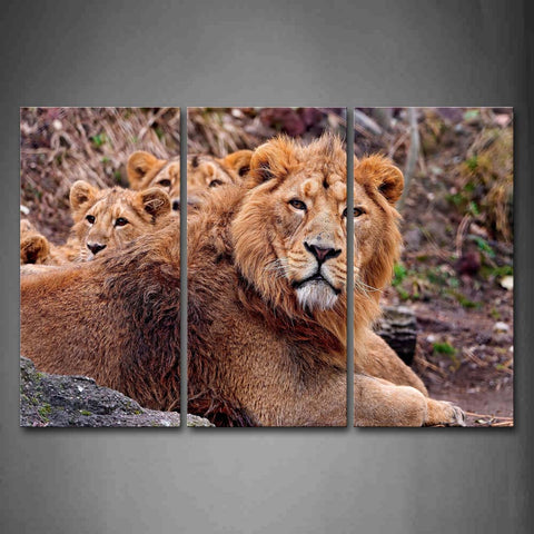 Group Of Lions Sit On Land Wall Art Painting Pictures Print On Canvas Animal The Picture For Home Modern Decoration 