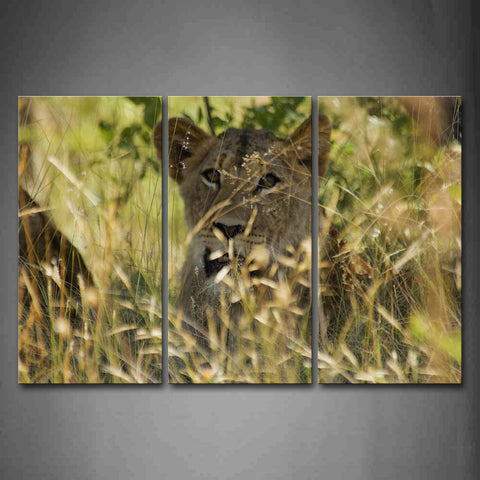 Lion Lie Behind Yellow Grass Wall Art Painting The Picture Print On Canvas Animal Pictures For Home Decor Decoration Gift 