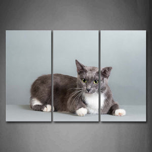 Gray And White Cat In Gray Background Wall Art Painting Pictures Print On Canvas Animal The Picture For Home Modern Decoration 