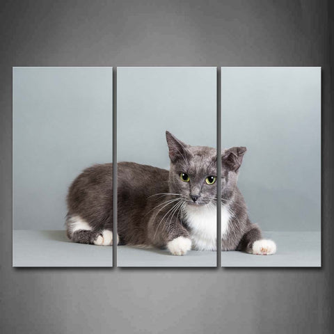 Gray And White Cat In Gray Background Wall Art Painting Pictures Print On Canvas Animal The Picture For Home Modern Decoration 