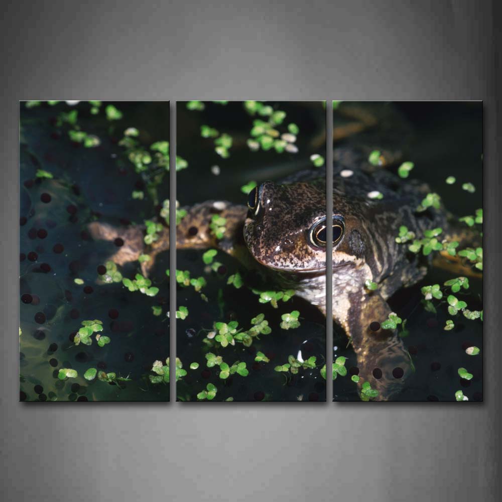 Frog With Eggs And Water Plant In Water  Wall Art Painting Pictures Print On Canvas Animal The Picture For Home Modern Decoration 