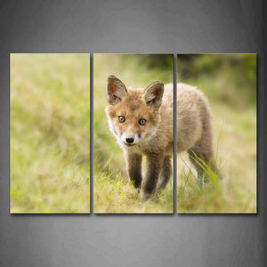 Young Fox Stand On Grass Wall Art Painting Pictures Print On Canvas Animal The Picture For Home Modern Decoration 