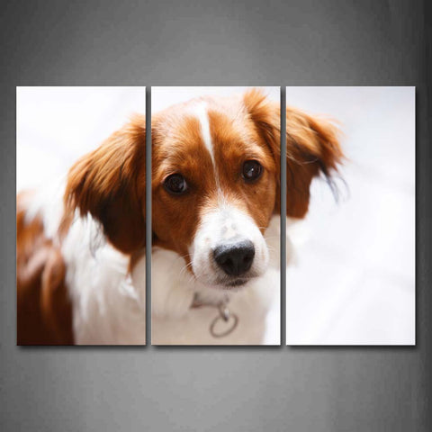 Border Collie  White Background Wall Art Painting Pictures Print On Canvas Animal The Picture For Home Modern Decoration 