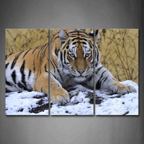 Tiger Grovel On Snow Land Plant Wall Art Painting Pictures Print On Canvas Animal The Picture For Home Modern Decoration 