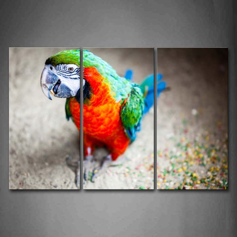 Colorful Macaw Squat On Land Mud Wall Art Painting Pictures Print On Canvas Animal The Picture For Home Modern Decoration 