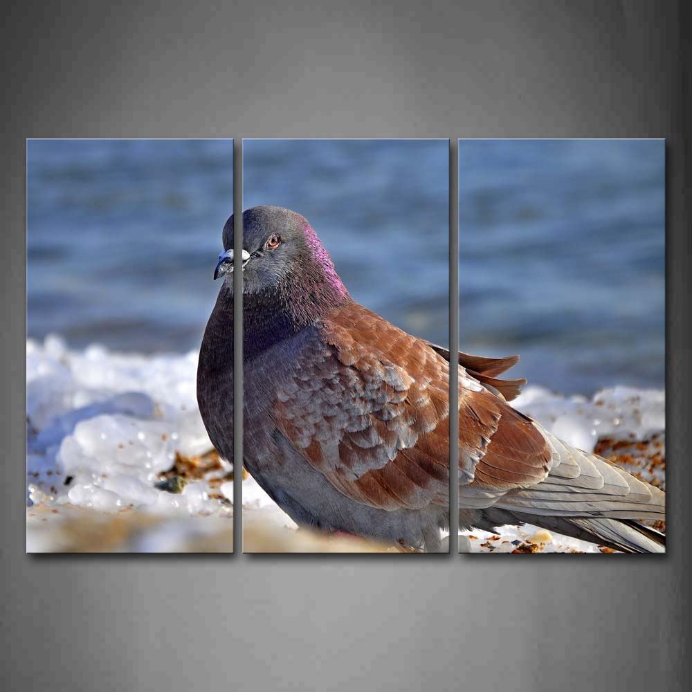 Pigeon Stand On Beach Ice Wall Art Painting Pictures Print On Canvas Animal The Picture For Home Modern Decoration 